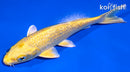5.5" GINRIN YAMABUKI OGON