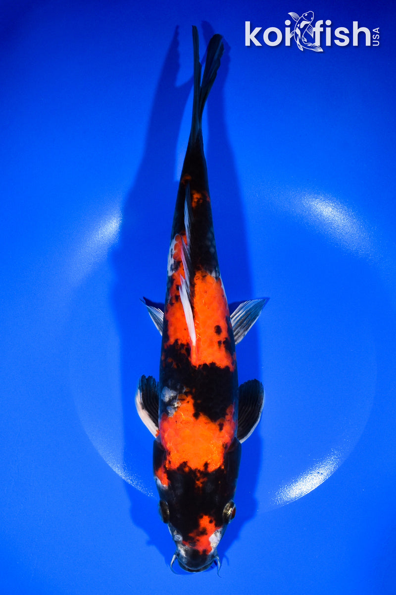11.25" KIN HI SHOWA