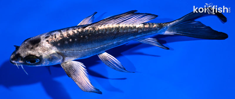 4.75" KIKOKURYU BUTTERFLY