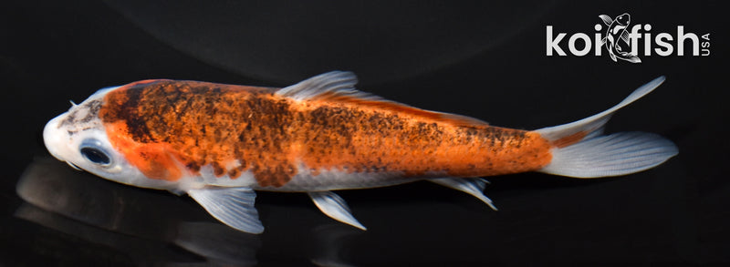 5.25" GOROMO