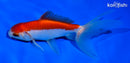 5" SARASA WATONAI GOLDFISH