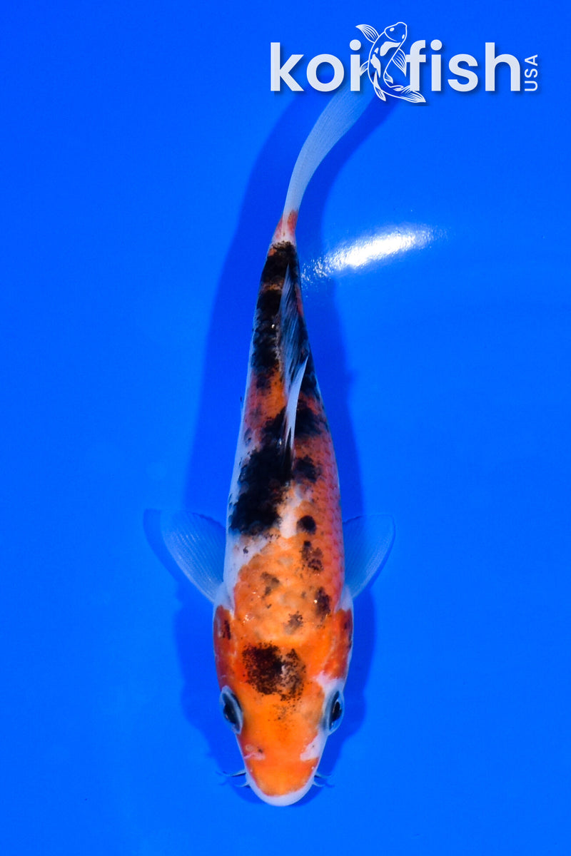 5.25" SANKE