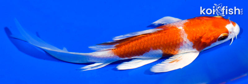 5" HARIWAKE BUTTERFLY