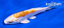 4" KIKUSUI