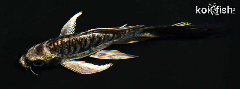 5" ARAGOKE KIKOKURYU BUTTERFLY