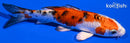 5" YAMATO NISHIKI