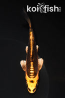 5.25" BENI KIKOKURYU