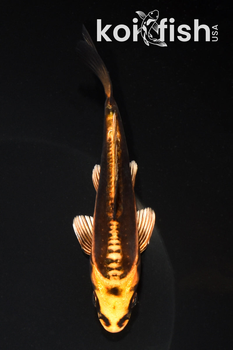 5.25" BENI KIKOKURYU