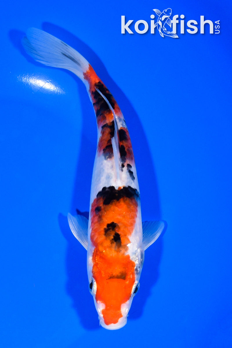 7.25" SANKE