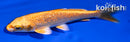 4.5" GINRIN ORENJI OGON