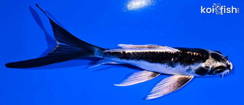 5.25" KIKOKURYU BUTTERFLY