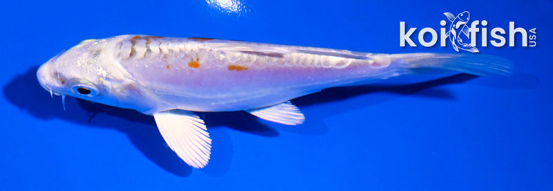 4.5" DOITSU HARIWAKE