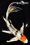 9.75" TANCHO YAMATO NISHIKI BUTTERFLY