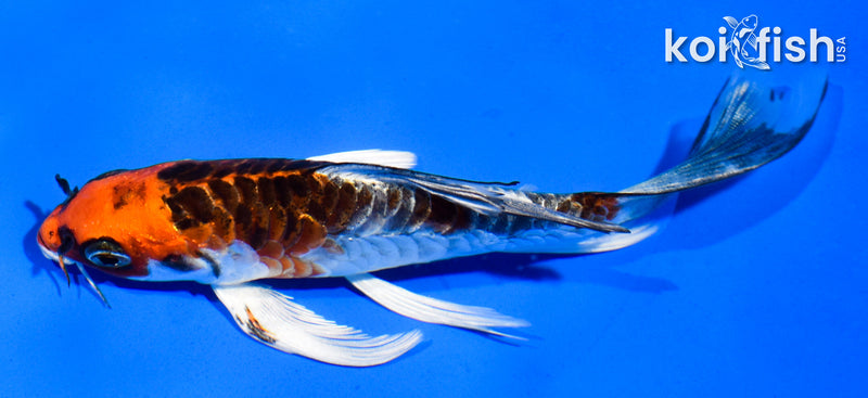 5" ARAGOKE BENI KIKOKURYU BUTTERFLY
