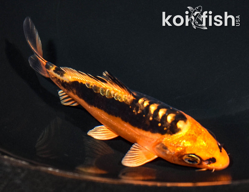 5" BENI KIKOKURYU
