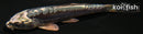 4.25" KIKOKURYU