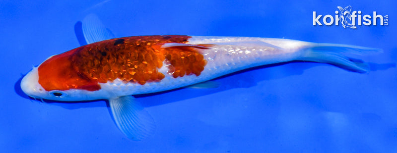 5.5" GINRIN GOROMO