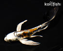 6.25" BENI KIKOKURYU BUTTERFLY