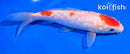 6" GINRIN KOHAKU