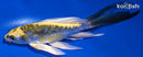 5.25" KIN KIKOKURYU BUTTERFLY