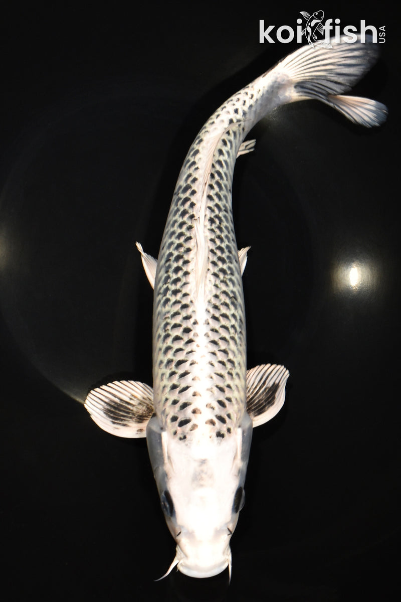 12.5" GIN MATSUBA