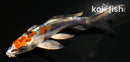 4" HEISEI NISHIKI BUTTERFLY