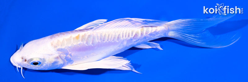 6" DOITSU LEMON HARIWAKE BUTTERFLY