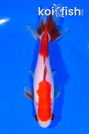 5" SARASA WAKIN GOLDFISH