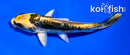 4" KIN KIKOKURYU