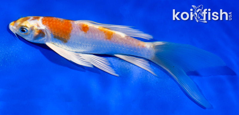 5.5" HARIWAKE BUTTERFLY