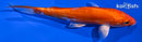 6" ORENJI OGON