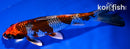 6.75" BENI GINGA