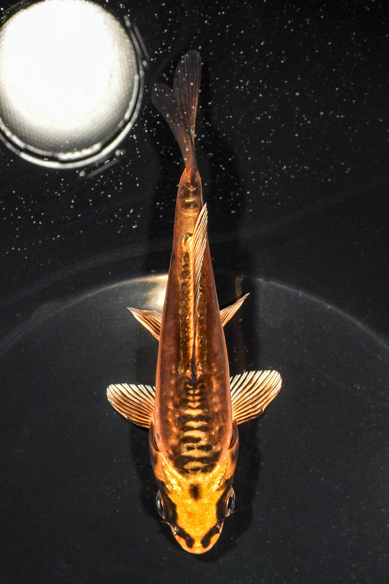5" BENI KIKOKURYU