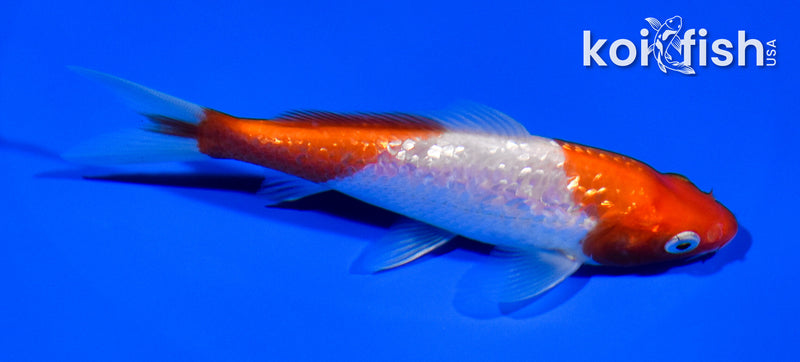 5" GINRIN NIDAN KOHAKU