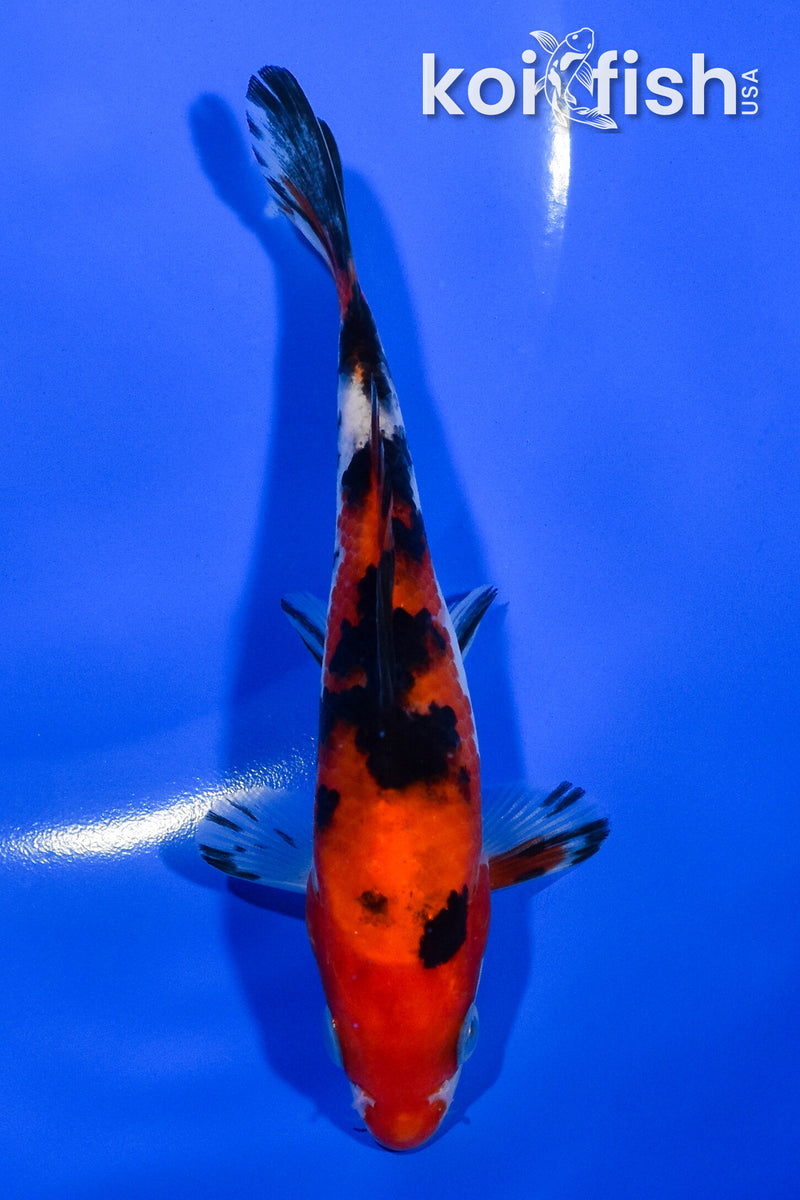 5.25" AKA SANKE
