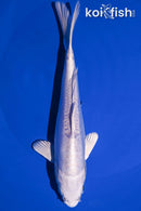 6.5" DOITSU PLATINUM OGON