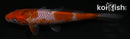 5.5" OCHIBA SHIGURE