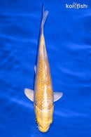 6" YAMABUKI OGON