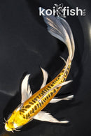 7.5" DOITSU KI MATSUBA BUTTERFLY