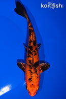 6.75" KIN ORENJI BEKKO
