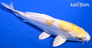 6.75" DOITSU LEMON HARIWAKE