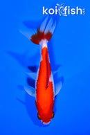 5" SARASA WAKIN GOLDFISH