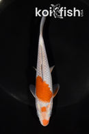 5.5" OCHIBA SHIGURE