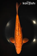 10.75" GINRIN CHAGOI