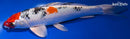 9.25" YAMATO NISHIKI