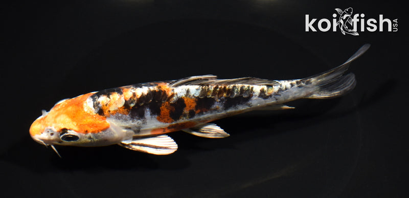 6.5" HEISEI NISHIKI