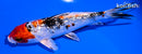 5.5" GINRIN YAMATO NISHIKI