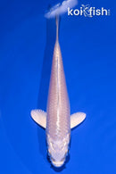 4.25" PLATINUM OGON