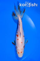 5.25" WAKIN GOLDFISH