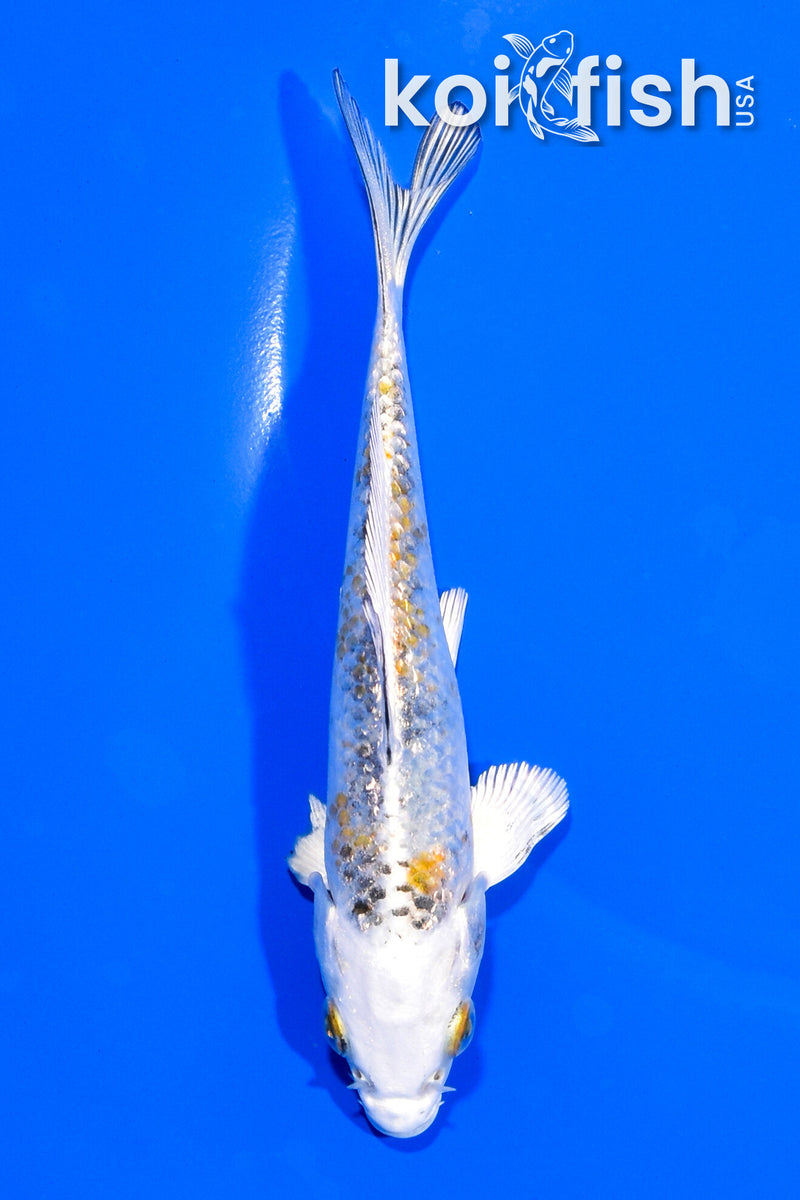 4.75" GINRIN KUJAKU